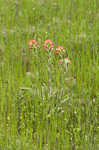 Entireleaf Indian paintbrush